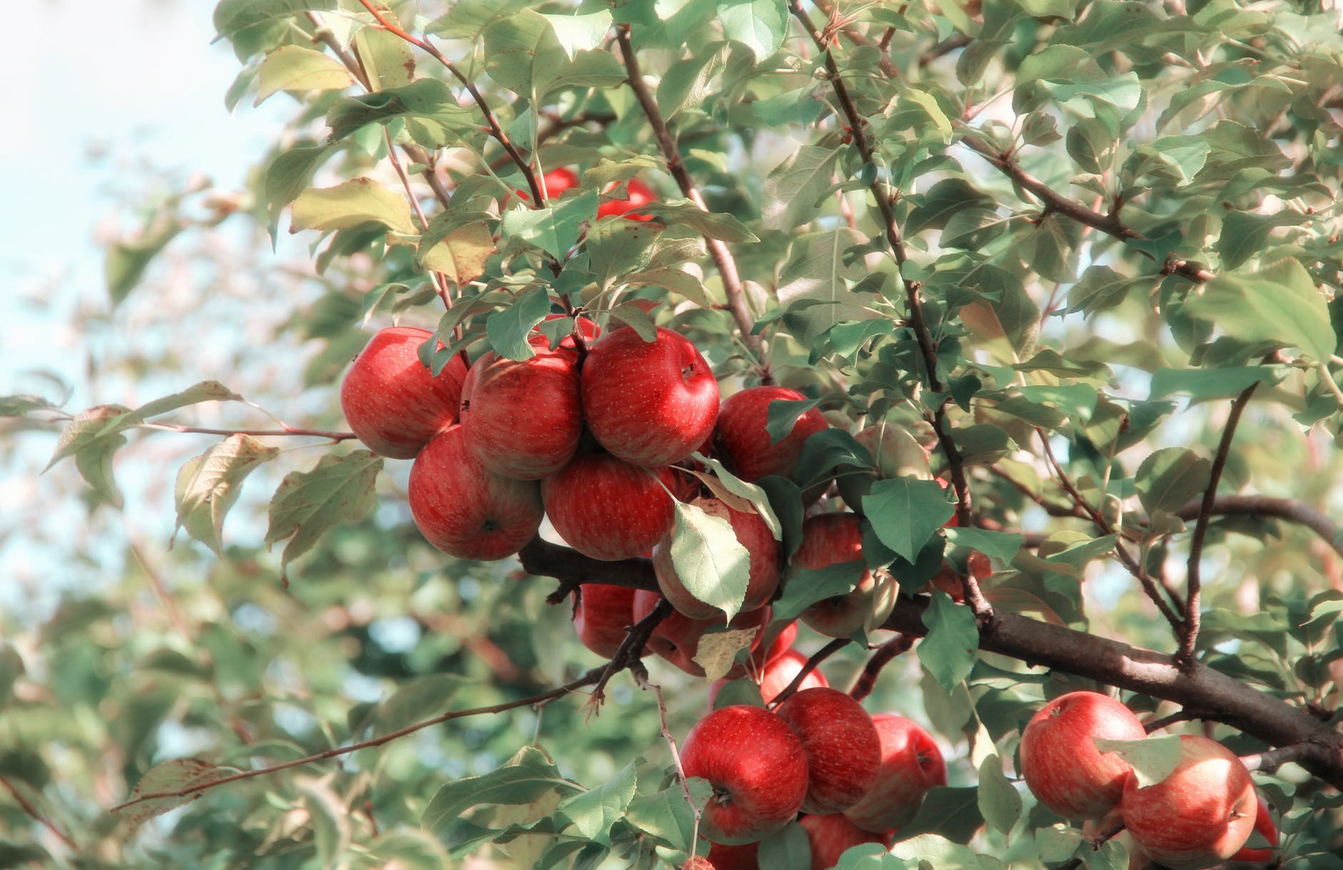 red apples in season