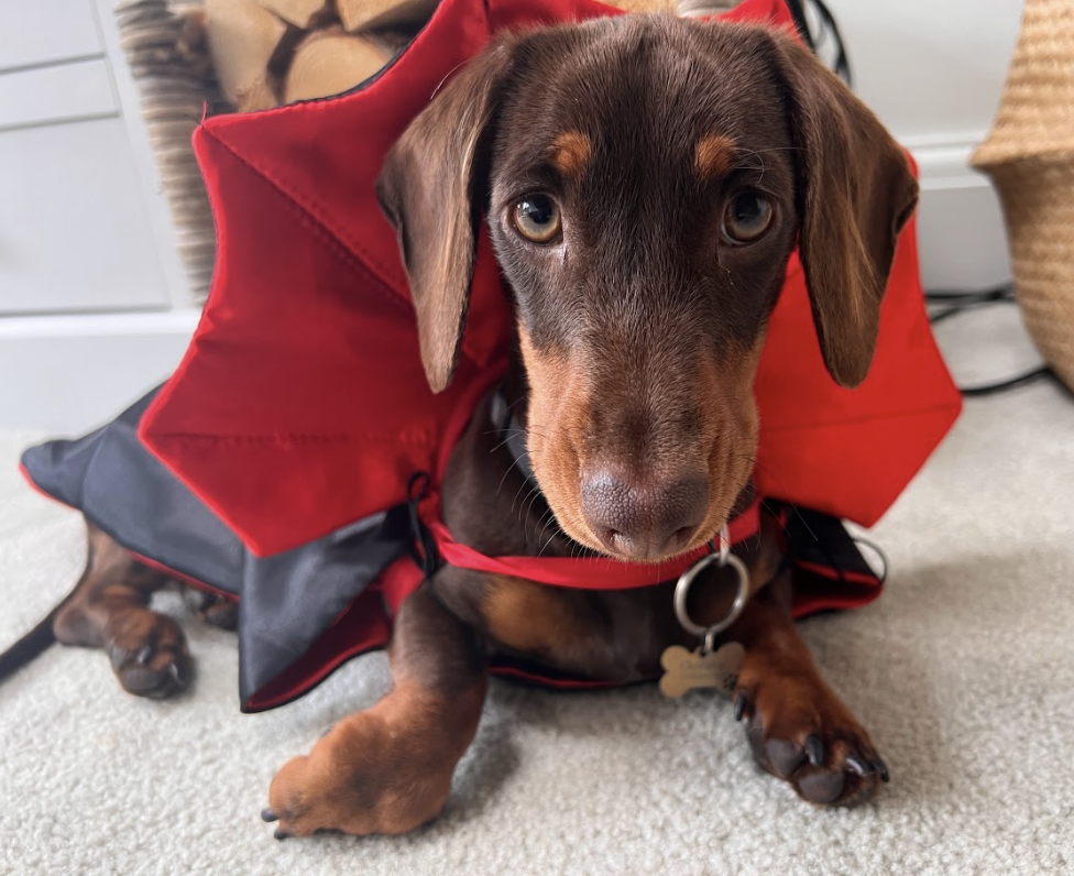 Donny the Daschund in Halloween Outfit